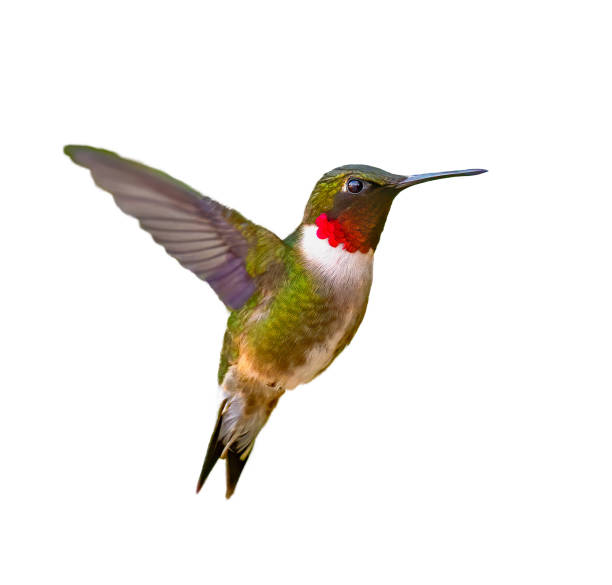 adult male ruby-throated hummingbird - archilochus colubris - isolated cutout on white background - throated imagens e fotografias de stock