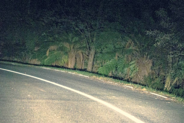 istock Drive through a forest in Australia. 1352726746