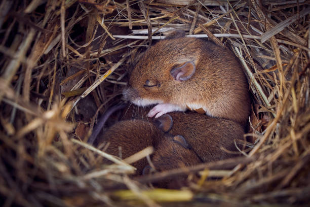 Baby mice sleeping in nest in funny position Baby mice sleeping in nest in funny position (Mus musculus) mus musculus stock pictures, royalty-free photos & images