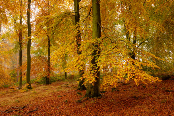 istock Autumn Beech Tree Forest, Cannock Chase, England, UK 1352727277