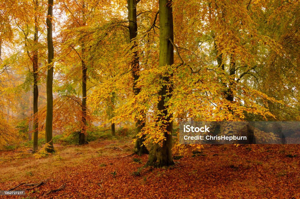 Autumn Beech Tree Forest, Cannock Chase, England, UK Colourful autumn display in the beech tree forest at Cannock Chase (Area of Outstanding Natural Beauty), Staffordshire, England, UK Birch Tree Stock Photo