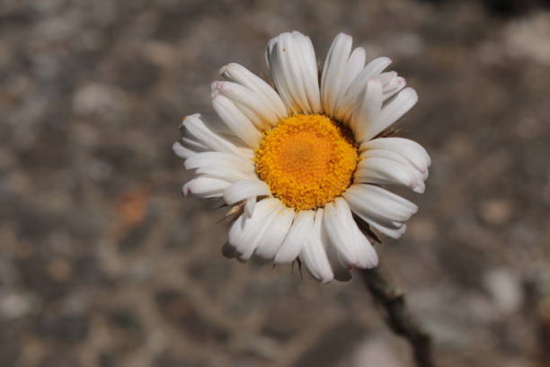 istock Yellow and white daisy flower - Athrixia Fontana 1352728496