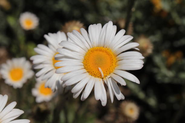 Yellow and white daisy flower in St. Gallen, Switzerland. Its Latin name is Athrixia Fontana.