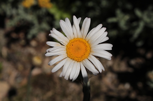 Yellow and white daisy flower in St. Gallen, Switzerland. Its Latin name is Athrixia Fontana.