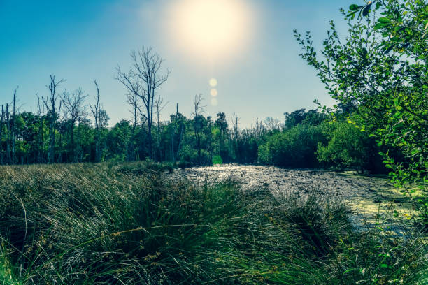 A bog in very hot weather.