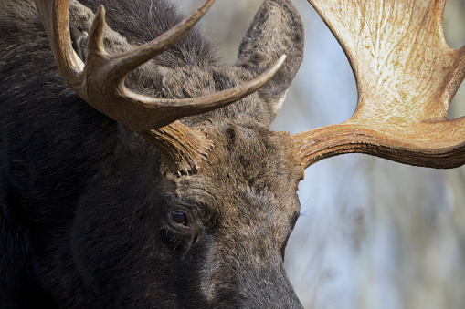 Wild moose in the beautiful dramatic alpine scenery of Denali National Park Alaska, USA