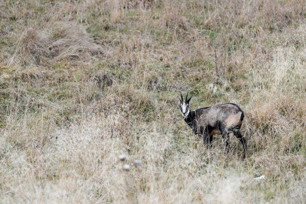 istock Isolated Chamois in mountain region (Rupicapra rupicapra) 1352729880