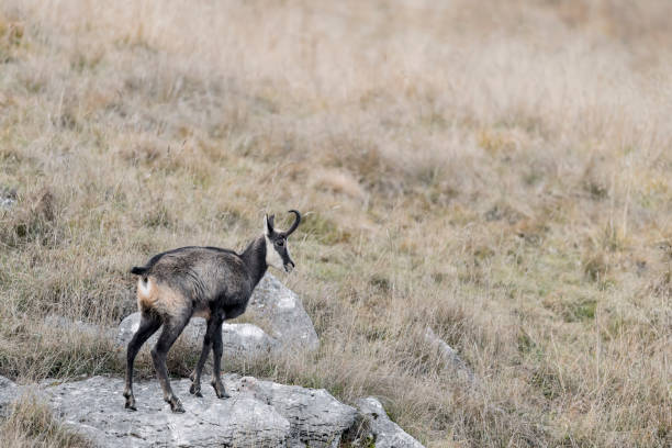 Isolated Chamois in mountain region (Rupicapra rupicapra)