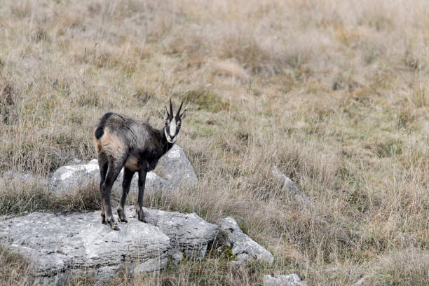 istock Chamois in the autumn season (Rupicapra rupicapra) 1352730708