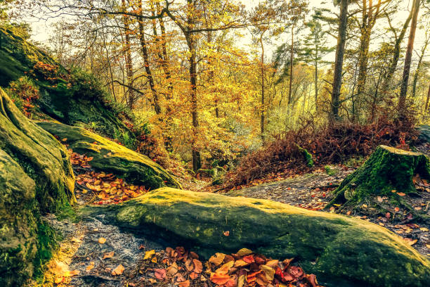 istock An autumn forest in germany with rocks. 1352730822