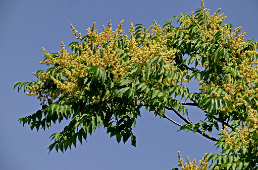 Twig with leaves and blossom of a celestial tree or Ailanthus altissima, Sofia, Bulgaria