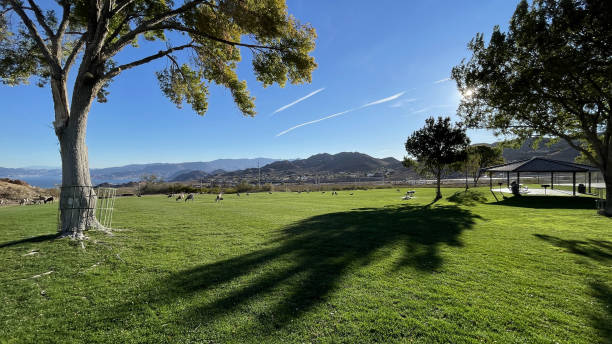 istock Wild Desert Bighorn Sheep in local park 1352731052
