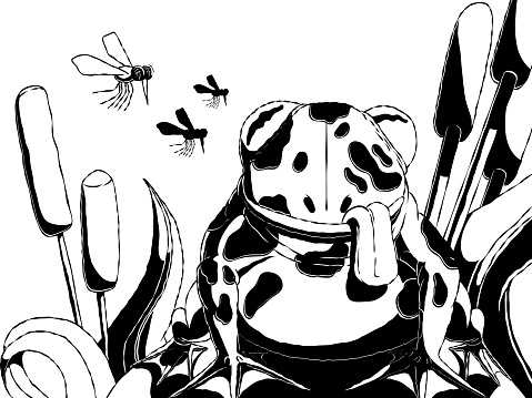 Hand-drawn black and white funny cartoon illustration - A frog or toad looking at a mosquito. A frog in cattail sitting on a stone.