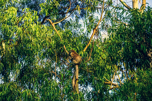 A cute little koala (Phascolarctos cinereus) sitting and eating on a tree in a zoo