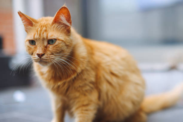 Ginger cat sleeping on a lawn with dry grass. Homeless cat resting outdoors