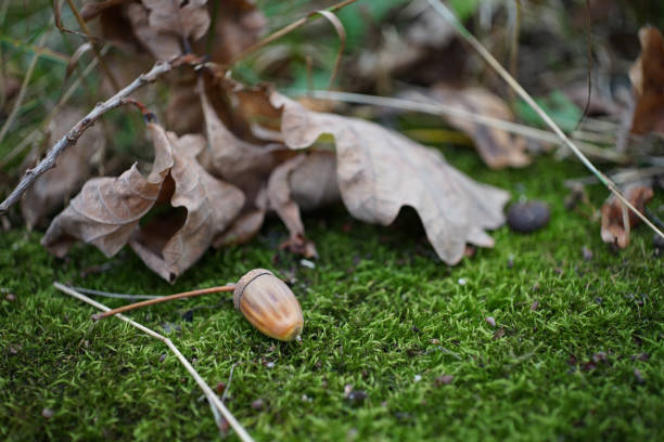 istock Acorn and the leaves. 1352733979