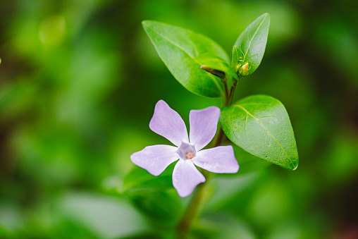 Vinca minor (common names lesser periwinkle or dwarf periwinkle) is a species of flowering plant in the dogbane family