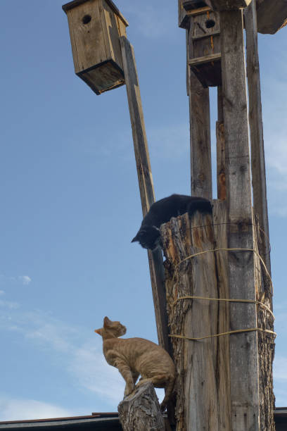 istock Black cat and yellow sphynx cat on the tree. 1352735323