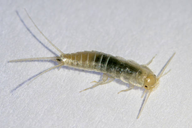 istock Silverfish, Lepisma saccharinum 1352735471