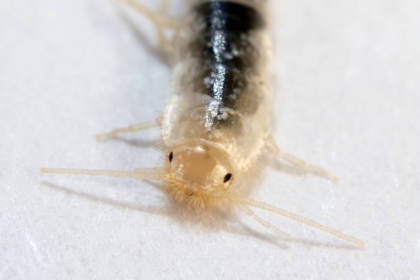 cabeza de pez plateado en macro de primer plano extremo - zygentoma fotografías e imágenes de stock