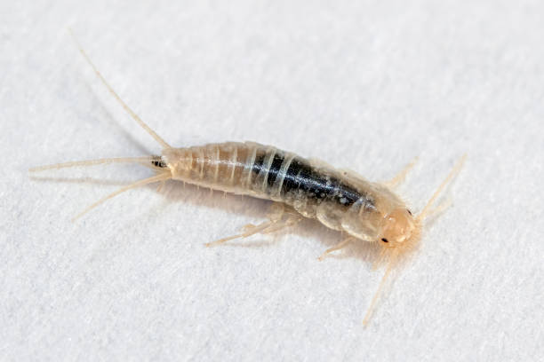 silverfish in extreme close-up macro on white paper - zygentoma imagens e fotografias de stock