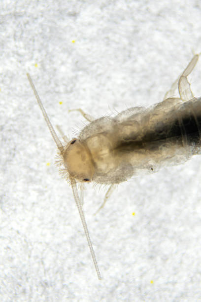 istock Silverfish head in extreme close-up macro 1352735536