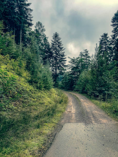 istock A forest road through the Black Forest in Germany. 1352737170
