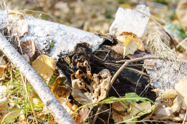 istock The birch and the leaves on it 1352739202