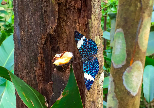 butterfly in a garden, Butterfly On Leaf