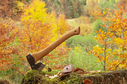 an axe stuck up in the tree stump in autumn forest