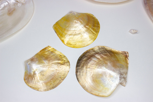 Pinctada margaritifera, black-lipped oyster, a variety of pearl oyster, sea clam, marine bivalve from the Pteriidae family. Polished, tan edges. Nacre.