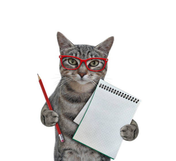 istock Cat gray holds blank notebook and pencil 1352743037