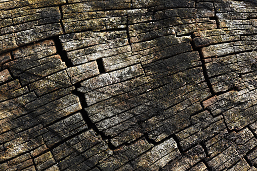 the decaying wood of a weathered  tree stump.