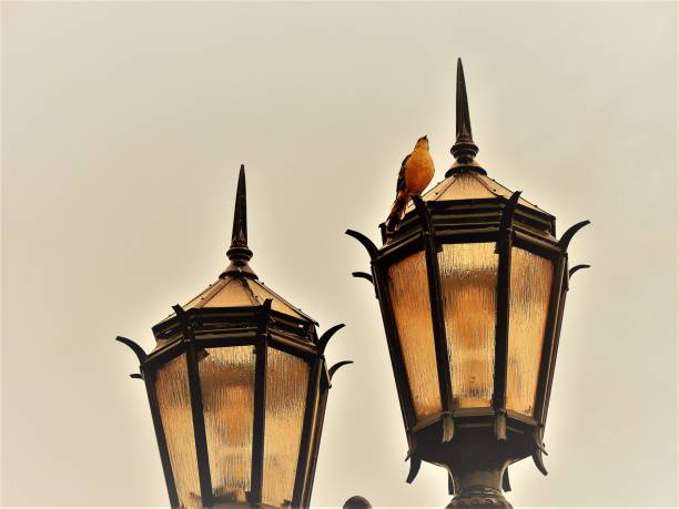A Bird on a Street Light.