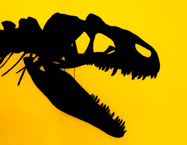 sylwetka czaszki mięsożernego dinozaura allosaurus - animal skeleton zdjęcia i obrazy z banku zdjęć