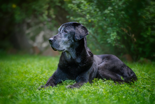 An elderly dog labrador of black color with a gray muzzle lies on a green meadow and is attentively watching something