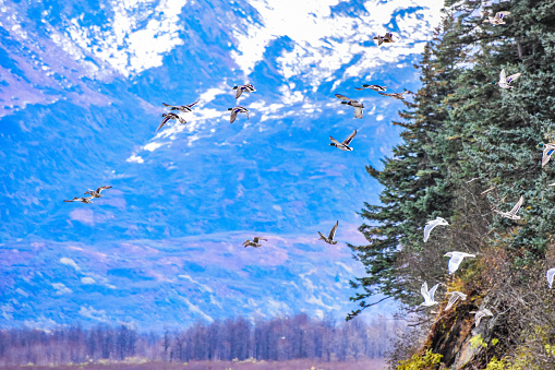A variety of Mallard ducks and seagulls flying in Valdez Alaska in late fall. Several Mallard ducks stay in Alaska during the winter.