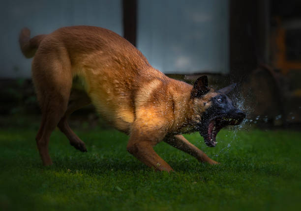 A young female Belgian Shepherd Malinois is playing with a stream of water in the garden. The dog bares its teeth and bites the water.