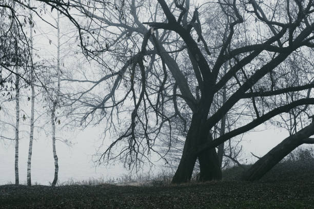 A heavy fog in the forest. High quality photo