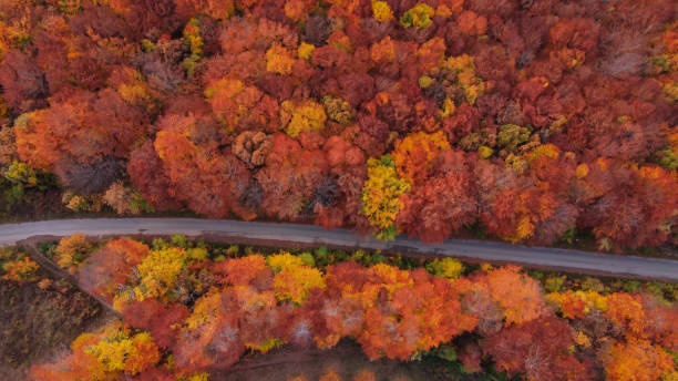 istock Autumn trees and a road 1352747805