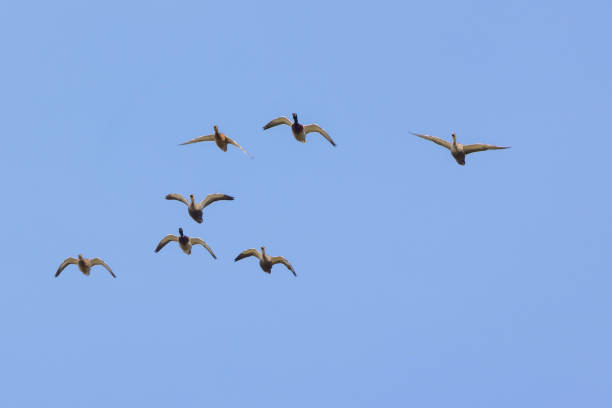 istock mallards and spot-billed ducks in flying 1352748136