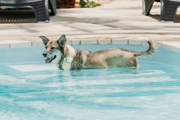 istock Cute Dog swimming in the pool 1352749088