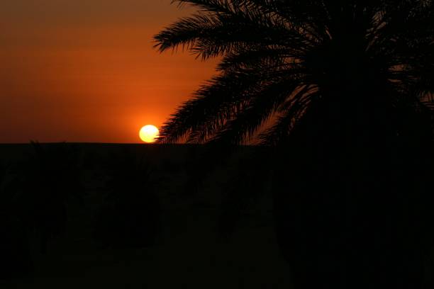 istock Palm silhouette and sunset 1352749296