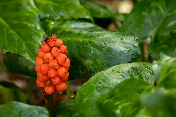 Close up of the red berries of arum italicum
