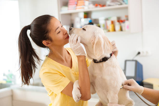 perro grande siendo examinado en la clínica veterinaria - pets dog office vet fotografías e imágenes de stock
