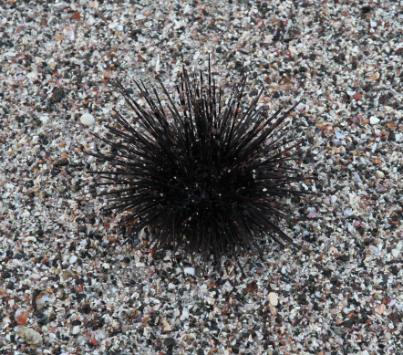 A sea urchin sits on a beach of clean sand.