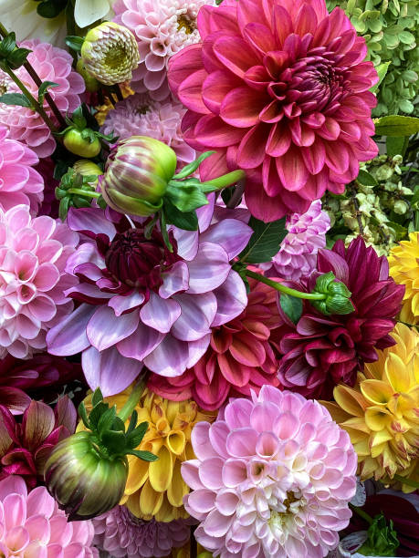 Assortment of multi-colored dahlias, zinnias and bright Autumn flowers Spectacular assortment of multi-colored dahlias, zinnias and bright Autumn flowers dahlia stock pictures, royalty-free photos & images