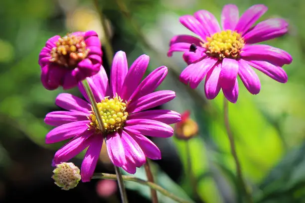 Photo of Macro of pink and yellow blooms on a swan river daisy