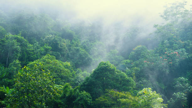 istock Rain forest with many trees and misty. 1352752760