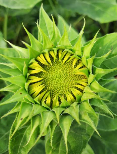 istock Sun flower start to bloom 1352753358